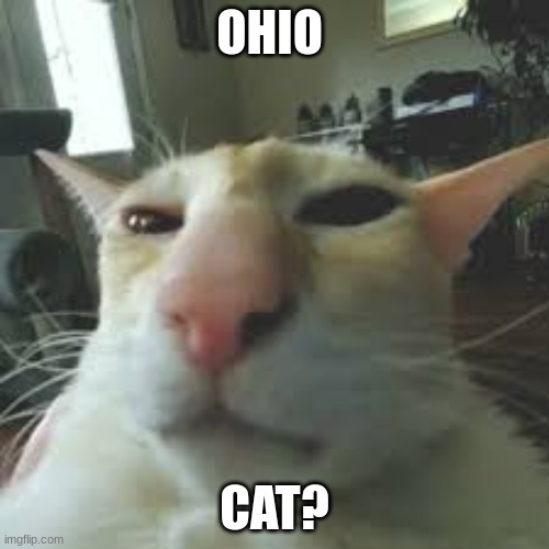 ohio cat | OHIO; CAT? | image tagged in cat,ohio,goofy ahh | made w/ Imgflip meme maker