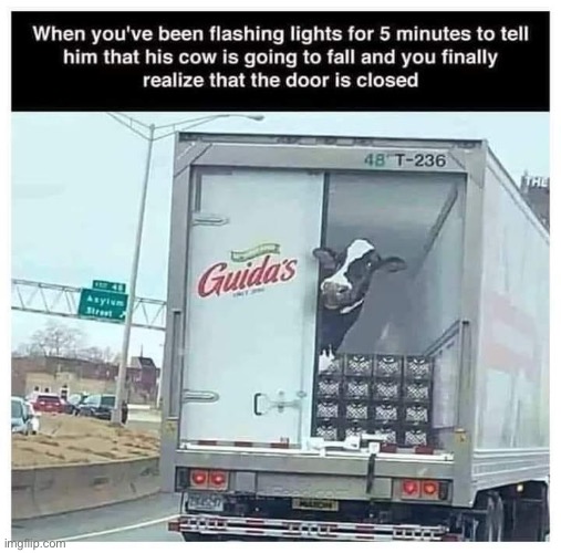 Moo | image tagged in cow,truck,escape | made w/ Imgflip meme maker