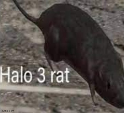 halo 3 rat | image tagged in halo 3 rat | made w/ Imgflip meme maker