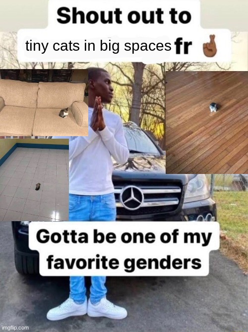 Shout out to.... Gotta be one of my favorite genders | tiny cats in big spaces | image tagged in shout out to gotta be one of my favorite genders | made w/ Imgflip meme maker