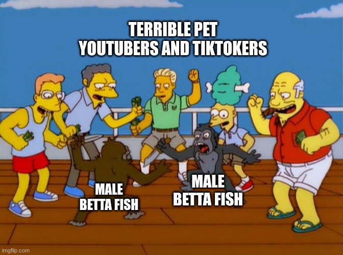 They just force the things to fight. Pisses me off like crazy | TERRIBLE PET YOUTUBERS AND TIKTOKERS; MALE BETTA FISH; MALE BETTA FISH | image tagged in simpsons monkey fight | made w/ Imgflip meme maker