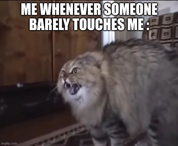 Hissing cat | ME WHENEVER SOMEONE BARELY TOUCHES ME : | image tagged in hissing cat | made w/ Imgflip meme maker