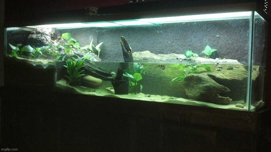 A super cool brackish (half saltwater, half fresh) aquarium featuring mudskippers and archerfish I found on Reddit. | image tagged in aquarium | made w/ Imgflip meme maker