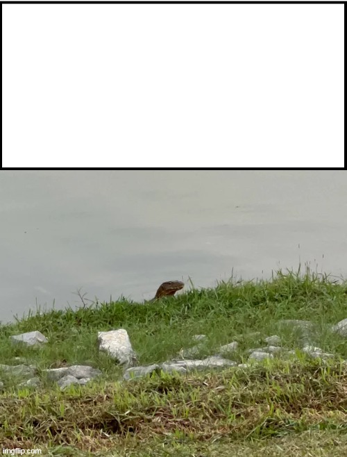 Pinoy New Meme Lizard in Lake | image tagged in lizards,lake | made w/ Imgflip meme maker