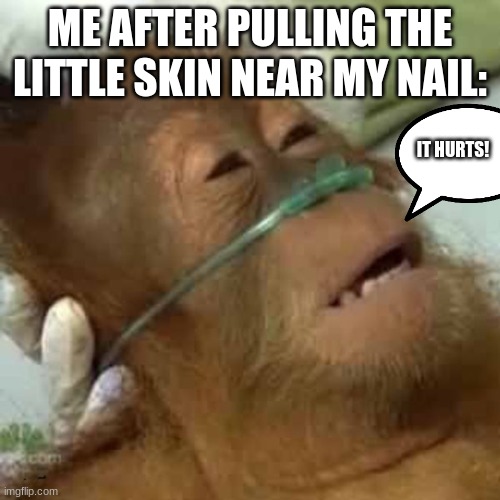 People who gone through this understand the pain... | ME AFTER PULLING THE LITTLE SKIN NEAR MY NAIL:; IT HURTS! | image tagged in dying orangutan,relatable,relatable memes,pain | made w/ Imgflip meme maker