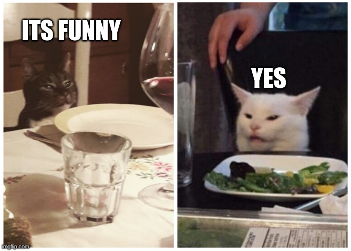 Cats and bliksem | ITS FUNNY YES | image tagged in cats and bliksem | made w/ Imgflip meme maker