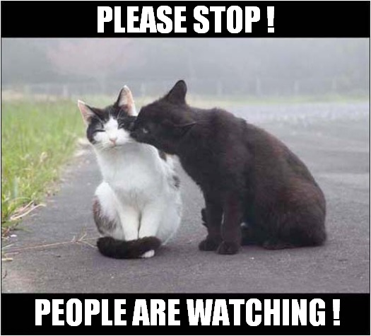 Unwanted Public Attention ! | PLEASE STOP ! PEOPLE ARE WATCHING ! | image tagged in cats,public,attention | made w/ Imgflip meme maker