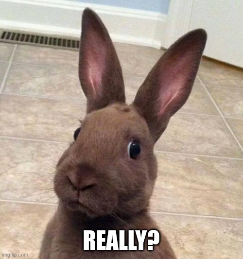 Really? Rabbit | REALLY? | image tagged in really rabbit | made w/ Imgflip meme maker
