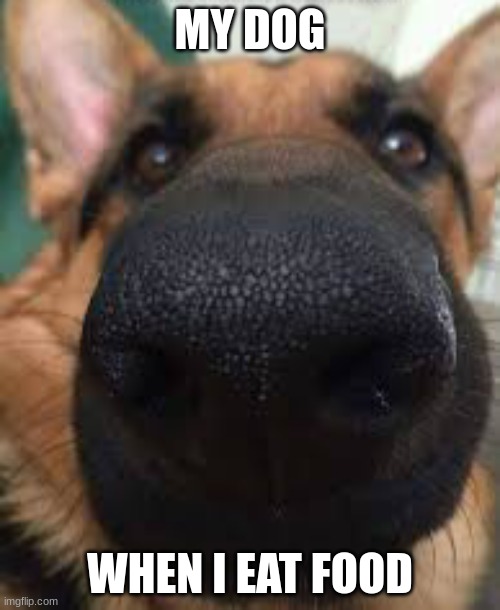 German shepherd but funni | MY DOG; WHEN I EAT FOOD | image tagged in german shepherd but funni | made w/ Imgflip meme maker