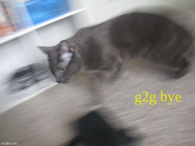 This is my cat so new template | g2g bye | image tagged in cat,template | made w/ Imgflip meme maker