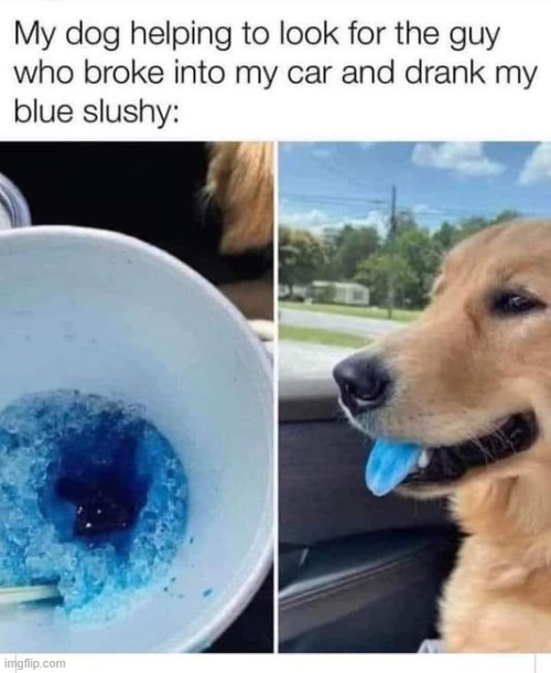 dog ? | image tagged in dog | made w/ Imgflip meme maker