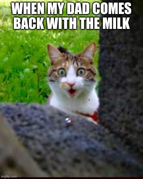 Surprised Cat | WHEN MY DAD COMES BACK WITH THE MILK | image tagged in surprised cat | made w/ Imgflip meme maker
