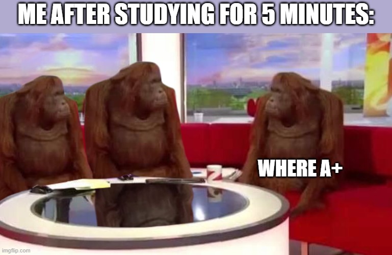 Where good grade | ME AFTER STUDYING FOR 5 MINUTES:; WHERE A+ | image tagged in where monkey,memes,studying | made w/ Imgflip meme maker