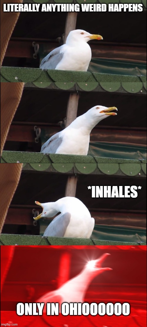 Whats up with that | LITERALLY ANYTHING WEIRD HAPPENS; *INHALES*; ONLY IN OHIOOOOOO | image tagged in memes,inhaling seagull,ohio,only in ohio,bruh | made w/ Imgflip meme maker