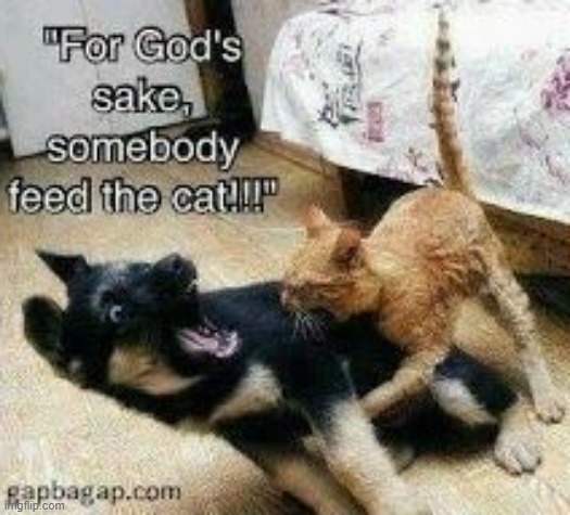 cats when they are hungry | image tagged in cats | made w/ Imgflip meme maker