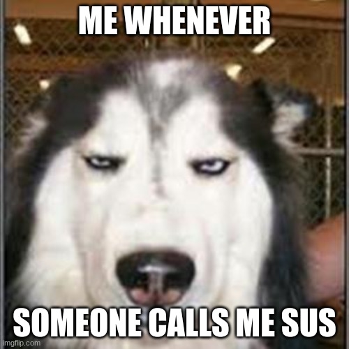 original pissed off husky | ME WHENEVER; SOMEONE CALLS ME SUS | image tagged in original pissed off husky | made w/ Imgflip meme maker