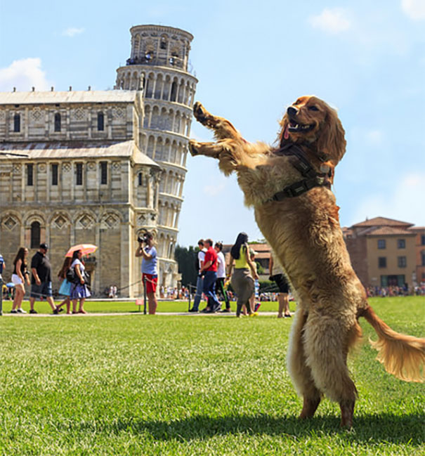 Dog Holding Tower of Pisa Blank Meme Template