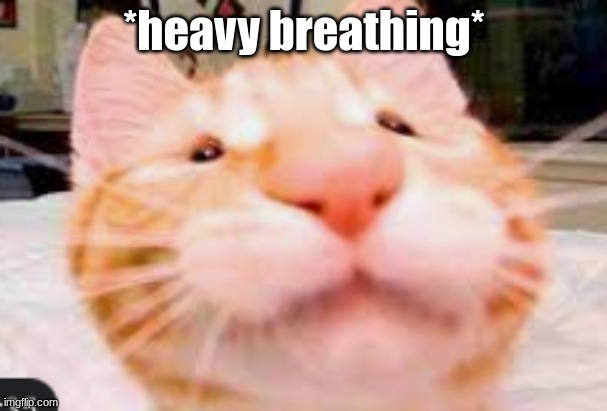 boop | *heavy breathing* | image tagged in boop,that,nose,cats,cat,boop that nose | made w/ Imgflip meme maker