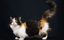 cats for your soul | image tagged in gifs,cats,cat,cheesecat,uwu,oh the misery | made w/ Imgflip images-to-gif maker