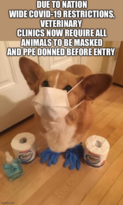 DUE TO NATION WIDE COVID-19 RESTRICTIONS, VETERINARY  CLINICS NOW REQUIRE ALL ANIMALS TO BE MASKED AND PPE DONNED BEFORE ENTRY | image tagged in covid | made w/ Imgflip meme maker