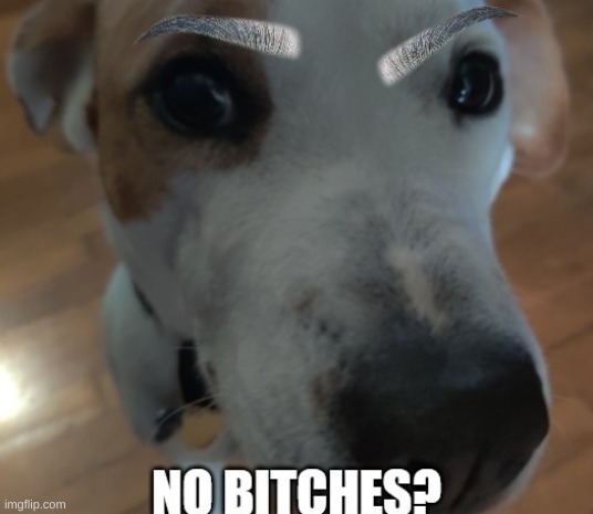 my puppy | image tagged in no bishes | made w/ Imgflip meme maker