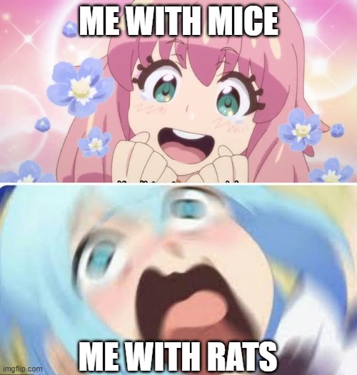 relatable anime meme | ME WITH MICE; ME WITH RATS | image tagged in kawaii,aqua konosuba | made w/ Imgflip meme maker