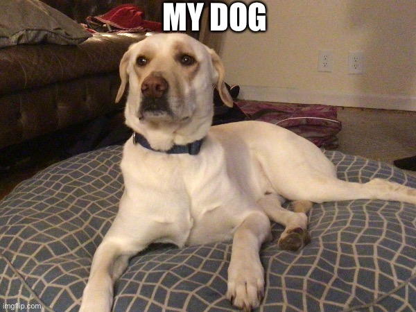My dog | MY DOG | image tagged in dog | made w/ Imgflip meme maker