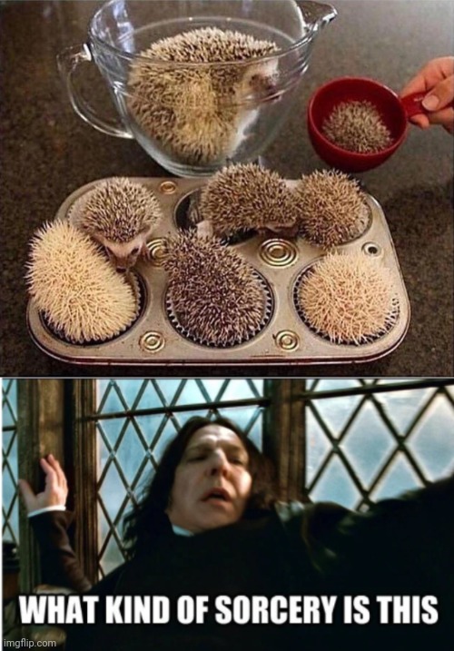 Hedgehog cupcakes | image tagged in what kind of sorcery is this,cursed image,hedgehog,cupcakes,memes,hedgehogs | made w/ Imgflip meme maker