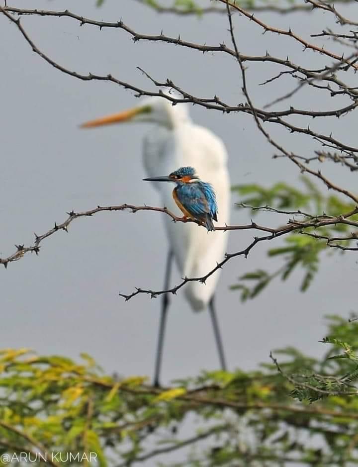 Big Birb little Birb Blank Meme Template