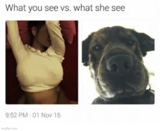 what she sees vs what you see | image tagged in what she sees vs what you see | made w/ Imgflip meme maker