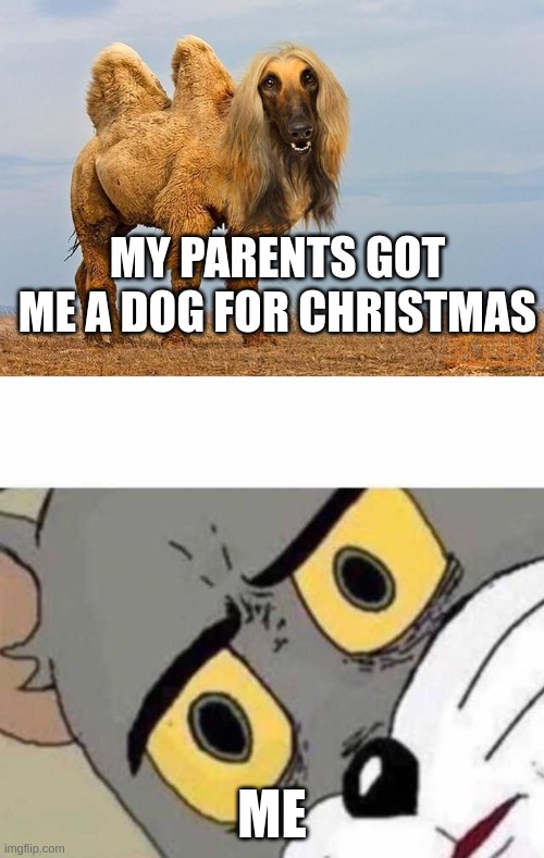 MY PARENTS GOT ME A DOG FOR CHRISTMAS; ME | image tagged in tom cat unsettled close up | made w/ Imgflip meme maker