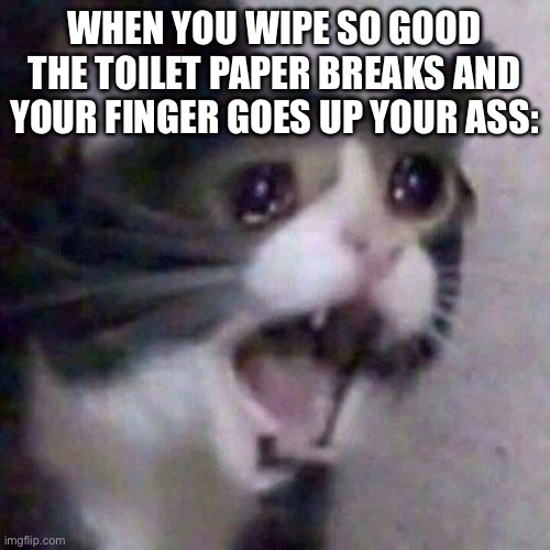 Screaming cat | WHEN YOU WIPE SO GOOD THE TOILET PAPER BREAKS AND YOUR FINGER GOES UP YOUR ASS: | image tagged in screaming cat | made w/ Imgflip meme maker