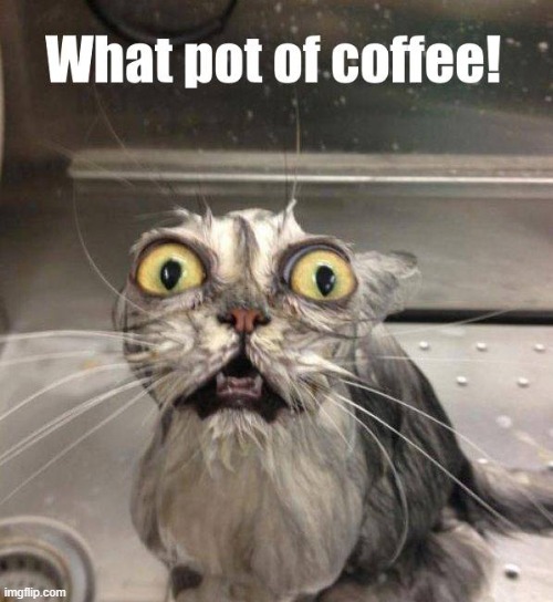 what! | image tagged in coffee,cat | made w/ Imgflip meme maker