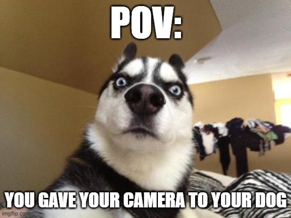 Husky Richard | POV:; YOU GAVE YOUR CAMERA TO YOUR DOG | image tagged in husky richard | made w/ Imgflip meme maker