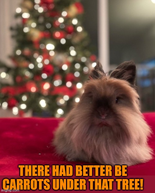 BUNNY WANTS HIS CARROTS | THERE HAD BETTER BE CARROTS UNDER THAT TREE! | image tagged in bunnies,rabbits,bunny,christmas,christmas tree | made w/ Imgflip meme maker