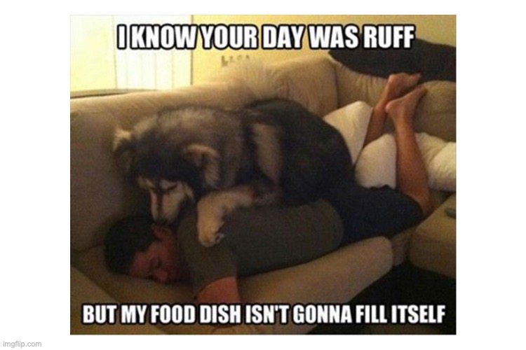 FEED YOUR DOGS! | image tagged in dog,feed | made w/ Imgflip meme maker