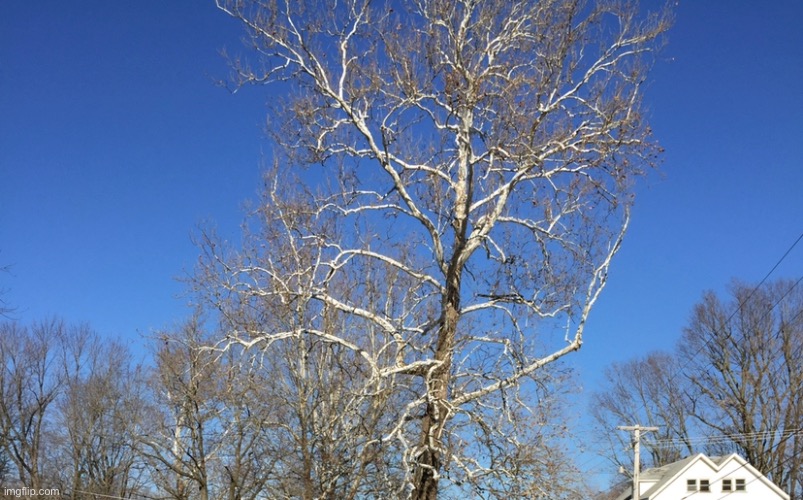 A old picture I took in charleston, south carolina during winter | made w/ Imgflip meme maker