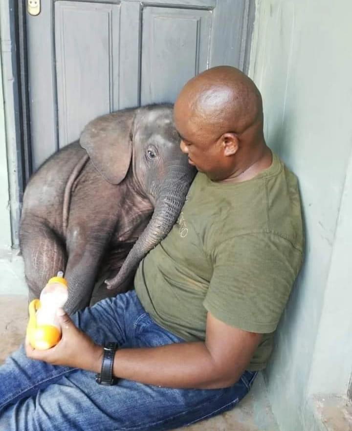Black man feeding baby elephant Blank Meme Template