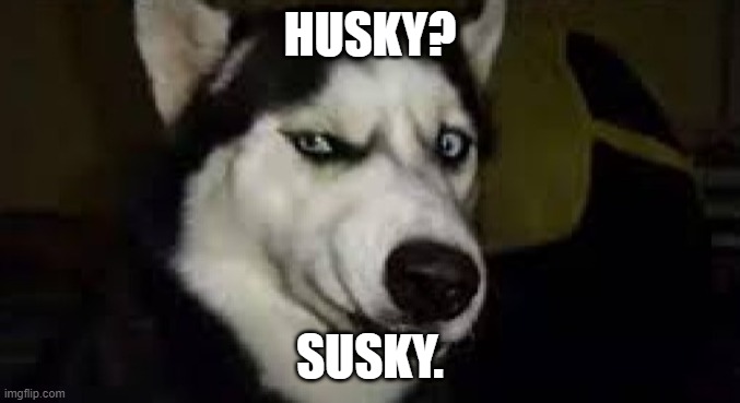 Susky. | HUSKY? SUSKY. | image tagged in sus husky | made w/ Imgflip meme maker