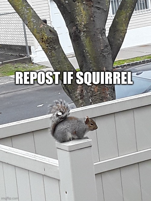 Repost if squirrel |  REPOST IF SQUIRREL | image tagged in squirrel | made w/ Imgflip meme maker