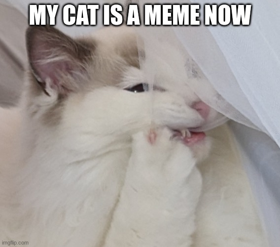 so i took a picture of my cat today and it is peak meme material | MY CAT IS A MEME NOW | image tagged in funny memes,cats,new template | made w/ Imgflip meme maker