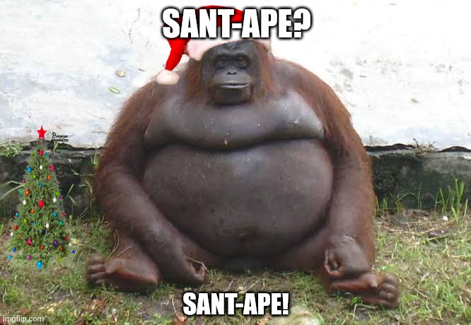SANT-APE? SANT-APE! | image tagged in memes,xmas,apes | made w/ Imgflip meme maker