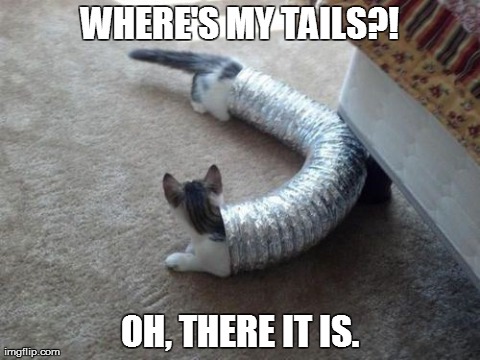 Where's My Tails? | WHERE'S MY TAILS?! OH, THERE IT IS. | image tagged in memes,cat,animal | made w/ Imgflip meme maker