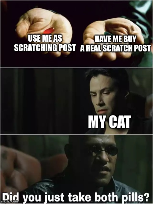 Did you just take both pills? | HAVE ME BUY A REAL SCRATCH POST; USE ME AS SCRATCHING POST; MY CAT | image tagged in did you just take both pills | made w/ Imgflip meme maker