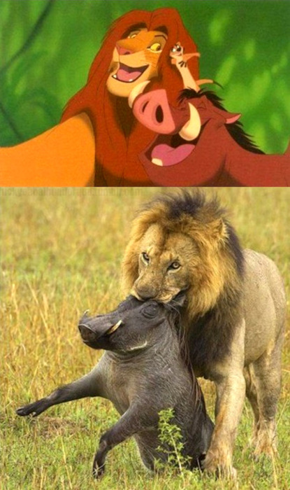 image tagged in funny,animals