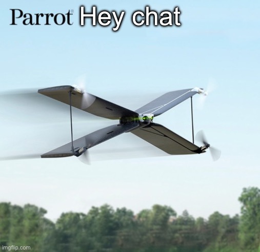 Parrot | Hey chat | image tagged in parrot | made w/ Imgflip meme maker