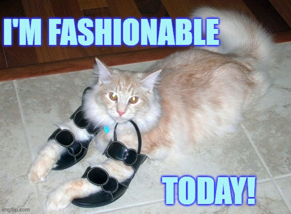 Look at me! | I'M FASHIONABLE; TODAY! | image tagged in memes,cats,woman,shoes,look at me,fashion | made w/ Imgflip meme maker