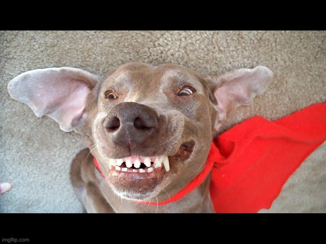 Dog Smile (Ugly) | image tagged in dog smile ugly | made w/ Imgflip meme maker