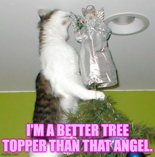 I Just Know... | I'M A BETTER TREE TOPPER THAN THAT ANGEL. | image tagged in memes,cats,better,tree,top,angel | made w/ Imgflip meme maker