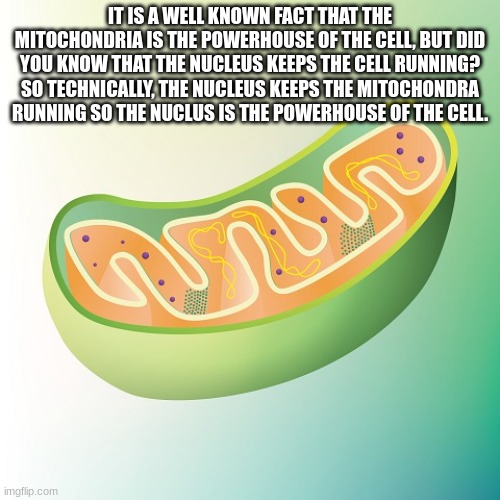 Mitochondria is the powerhouse of the cell | IT IS A WELL KNOWN FACT THAT THE MITOCHONDRIA IS THE POWERHOUSE OF THE CELL, BUT DID YOU KNOW THAT THE NUCLEUS KEEPS THE CELL RUNNING? SO TECHNICALLY, THE NUCLEUS KEEPS THE MITOCHONDRA RUNNING SO THE NUCLUS IS THE POWERHOUSE OF THE CELL. | image tagged in mitochondria is the powerhouse of the cell | made w/ Imgflip meme maker